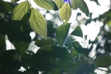 尋找百名困境兒童，聆聽童音，護(hù)苗成長